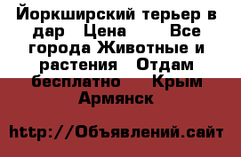Йоркширский терьер в дар › Цена ­ 1 - Все города Животные и растения » Отдам бесплатно   . Крым,Армянск